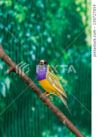 Beautiful birds Guldova Amadina (Erythrura gouldiae) sitting on a branch Beautiful birds Guldova Amadina (Erythrura gouldiae) sitting on a branch 139727854