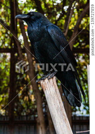 Big Black Raven sitting on a close-up branch Big Black Raven sitting on a close-up branch 139727859