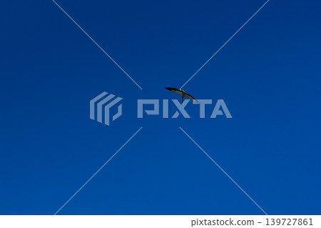 Stork soaring in the blue sky with white clouds Stork soaring in the blue sky with white clouds 139727861