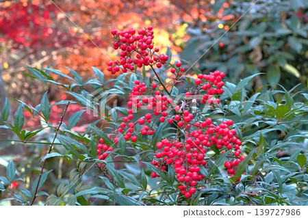 Fruit of Nanten and autumn leaves 139727986