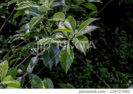 Pachysandra terminalis glossy serrated leaves with dark natural background Pachysandra terminalis glossy serrated leaves with dark natural background 139727992