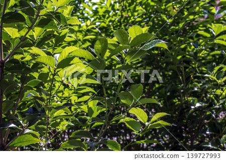 Pachysandra terminalis green foliage illuminated by bright sunlight 139727993