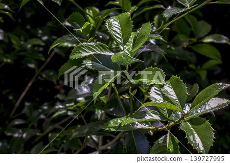 Pachysandra terminalis glossy green leaves in natural sunlight close up Pachysandra terminalis glossy green leaves in natural sunlight close up 139727995