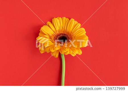 Beautiful yellow Gerbera flower on a bright red background. 139727999