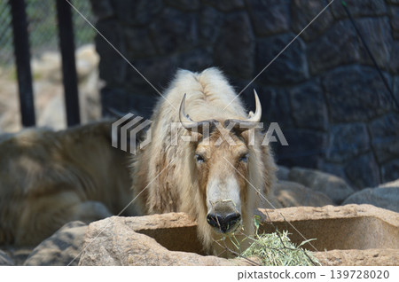 Golden Takin grazing Golden Takin grazing 139728020