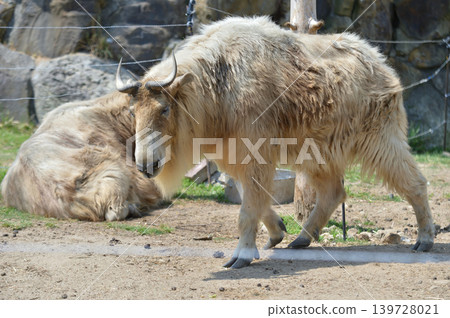 Walking Golden Takin Walking Golden Takin 139728021
