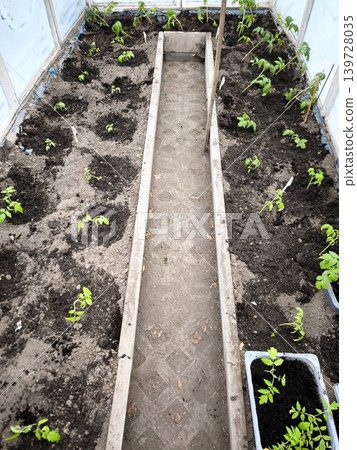 Rows of planted tomato seedlings in raised beds inside a greenhouse. Top view. Rows of planted tomato seedlings in raised beds inside a greenhouse. Top view. 139728035