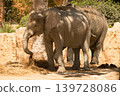 Two Asian elephants standing near a stone wall 139728086