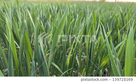 Close up of fresh green young wheat sprouts growing in agricultural field against blurred background, concept of agricultural growth and spring nature Close up of fresh green young wheat sprouts growing in agricultural field against blurred background, concept of agricultural growth and spring nature 139728169