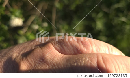 Close-up of small mosquito sitting and biting on human caucasian hand against blurred green nature background, concept of annoying insects and summer outdoor recreation Close-up of small mosquito sitting and biting on human caucasian hand against blurred green nature background, concept of annoying insects and summer outdoor recreation 139728185