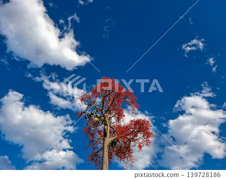 Australian flame tree stands tall and colorful. Bright red flowers cover the branches under a clear blue sky with white clouds. This view shows the beauty of nature in a vibrant scene. Australian flame tree stands tall and colorful. Bright red flowers cover the branches under a clear blue sky with white clouds. This view shows the beauty of nature in a vibrant scene. 139728186