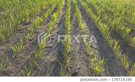 Young green wheat sprouts growing in straight rows on dry sandy soil in agricultural field under bright sun, concept of farming and harvest Young green wheat sprouts growing in straight rows on dry sandy soil in agricultural field under bright sun, concept of farming and harvest 139728190