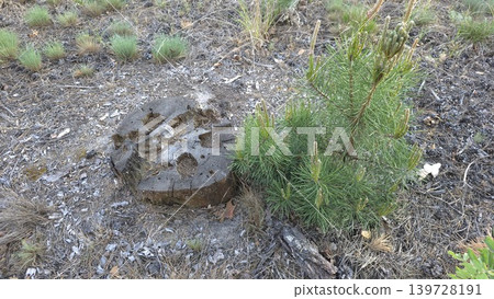 Young green pine tree sprout growing near old rotting wooden stump on dry ground covered with needles, concept of new life and nature regeneration Young green pine tree sprout growing near old rotting wooden stump on dry ground covered with needles, concept of new life and nature regeneration 139728191