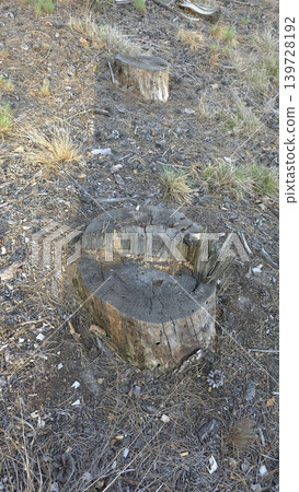 Two old decaying wooden stumps of cut trees on dry sandy forest ground covered with pine needles, concept of deforestation and environmental damage Two old decaying wooden stumps of cut trees on dry sandy forest ground covered with pine needles, concept of deforestation and environmental damage 139728192