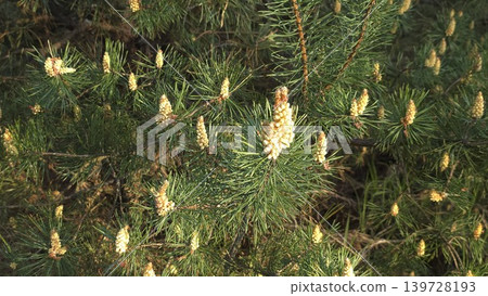 Many young yellow male pollen cones blooming on green pine branches in bright spring sunlight against dark forest background, concept of nature awakening and spring season Many young yellow male pollen cones blooming on green pine branches in bright spring sunlight against dark forest background, concept of nature awakening and spring season 139728193