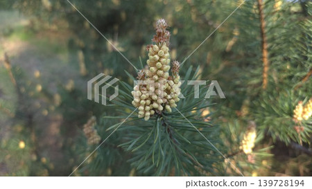 Close-up of young yellow pine pollen cone growing on green needle branch under sunlight against blurred forest background, concept of new life and spring blossom 139728194
