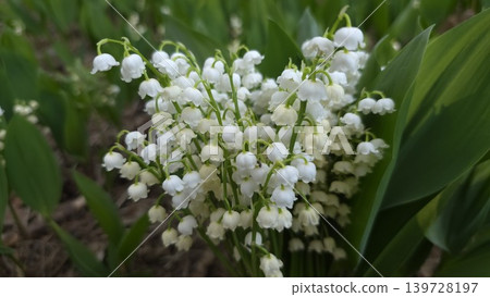 Large beautiful bush of white blooming lily of the valley flowers with green leaves closeup, concept of spring holidays and floral beauty Large beautiful bush of white blooming lily of the valley flowers with green leaves closeup, concept of spring holidays and floral beauty 139728197