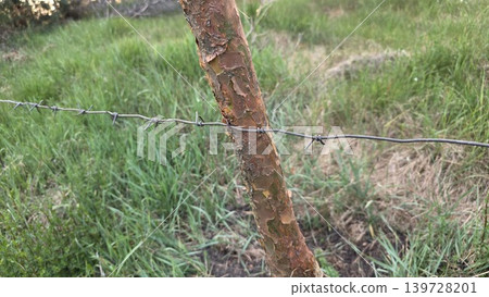 Close-up of rusty barbed wire secured to a rough wooden post with dense green grass and weeds in the background. Concept of boundaries, security, and rural landscape Close-up of rusty barbed wire secured to a rough wooden post with dense green grass and weeds in the background. Concept of boundaries, security, and rural landscape 139728201