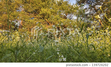 Many small white wildflowers blooming in green grass on the foreground against pine trees at golden hour. Concept of wild nature awakening and peaceful sunset atmosphere Many small white wildflowers blooming in green grass on the foreground against pine trees at golden hour. Concept of wild nature awakening and peaceful sunset atmosphere 139728202