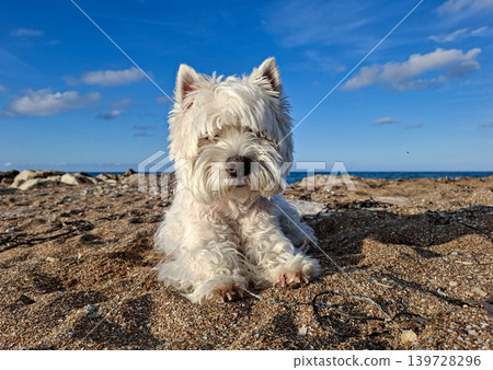 A West Highland White Terrier dog lies on the warm sandy beach with a clear blue sky above. The dog enjoys the sunlight and the sea breeze on a summer day. A West Highland White Terrier dog lies on the warm sandy beach with a clear blue sky above. The dog enjoys the sunlight and the sea breeze on a summer day. 139728296