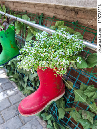 White sweet alyssum flowers sprout from a red wellington boot fixed to a wall. The boot serves as a garden planter along with green boots, creating a unique decor. White sweet alyssum flowers sprout from a red wellington boot fixed to a wall. The boot serves as a garden planter along with green boots, creating a unique decor. 139728358