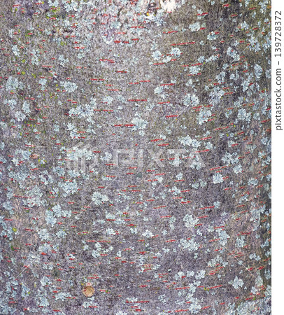 Zelkova serrata tree bark background with pale lichen and red markings Zelkova serrata tree bark background with pale lichen and red markings 139728372