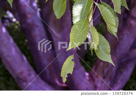Zelkova serrata green serrated leaves against smooth tree trunks background Zelkova serrata green serrated leaves against smooth tree trunks background 139728374