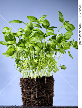 Basil plant in a brown pot with soil on a plain light blue background in a kitchen setting 139728509