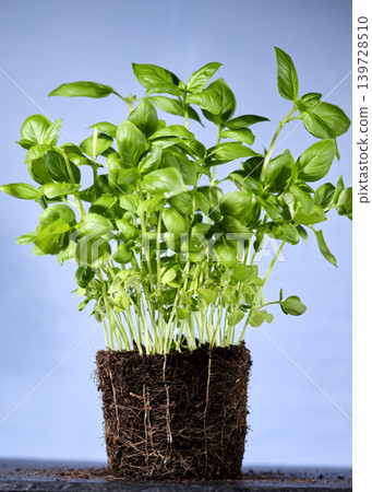 Basil plants in a pot ready for planting in garden or kitchen at springtime Basil plants in a pot ready for planting in garden or kitchen at springtime 139728510