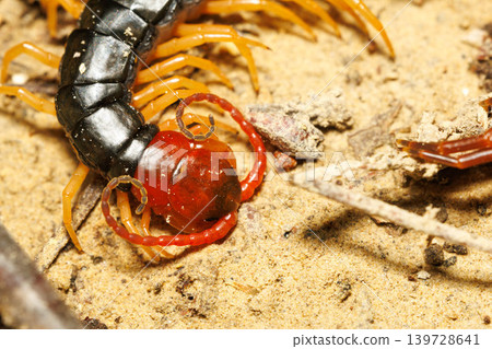 A large centipede waiting for prey A large centipede waiting for prey 139728641