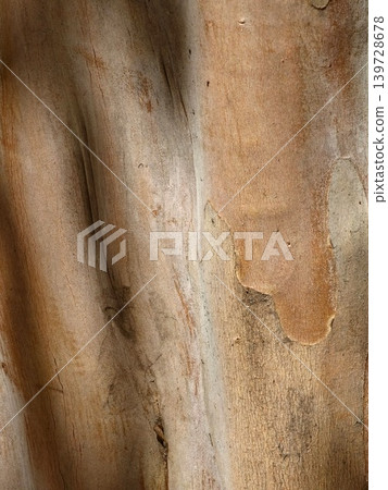 Lagerstroemia indica smooth peeling bark texture with natural wood pattern Lagerstroemia indica smooth peeling bark texture with natural wood pattern 139728678