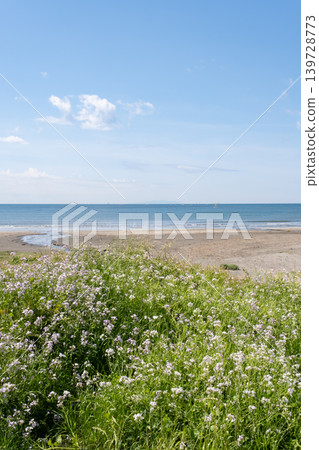 藍色的大海和地平線,天空、白雲和蘿蔔花 藍色的大海和地平線,天空、白雲和蘿蔔花 139728773