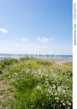 藍色的大海和地平線,天空、白雲和蘿蔔花 藍色的大海和地平線,天空、白雲和蘿蔔花 139728779