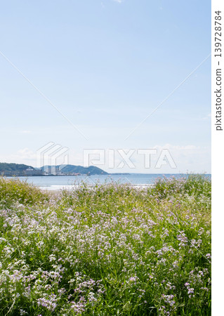 藍色的大海和地平線,天空、白雲和蘿蔔花 藍色的大海和地平線,天空、白雲和蘿蔔花 139728784