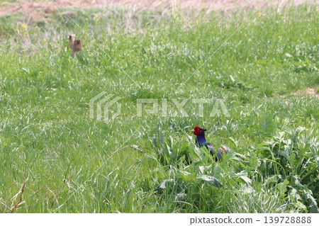 Wild pheasant (Omiya Ward, Saitama City, Saitama Prefecture) 139728888