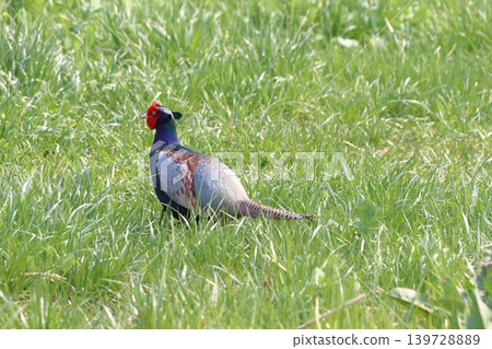 Wild pheasant (Omiya Ward, Saitama City, Saitama Prefecture) Wild pheasant (Omiya Ward, Saitama City, Saitama Prefecture) 139728889