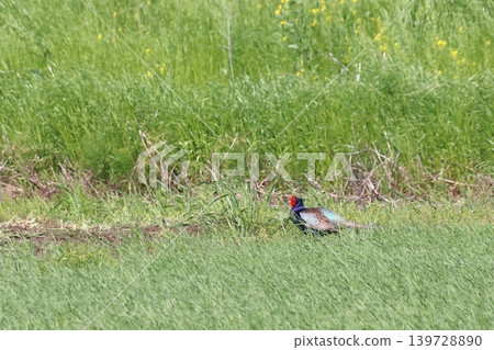 Wild pheasant (Omiya Ward, Saitama City, Saitama Prefecture) Wild pheasant (Omiya Ward, Saitama City, Saitama Prefecture) 139728890