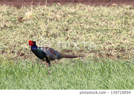 Wild pheasant (Omiya Ward, Saitama City, Saitama Prefecture) Wild pheasant (Omiya Ward, Saitama City, Saitama Prefecture) 139728894