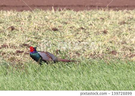 Wild pheasant (Omiya Ward, Saitama City, Saitama Prefecture) Wild pheasant (Omiya Ward, Saitama City, Saitama Prefecture) 139728899