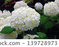 Hydrangeas that look like snowballs 139728973