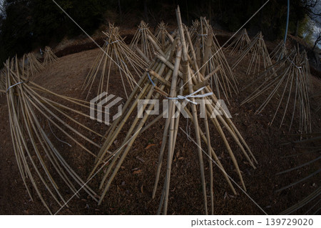 拍攝了作為奈良生駒市的高山地區的茶的原料的竹子被曬乾的狀況 拍攝了作為奈良生駒市的高山地區的茶的原料的竹子被曬乾的狀況 139729020