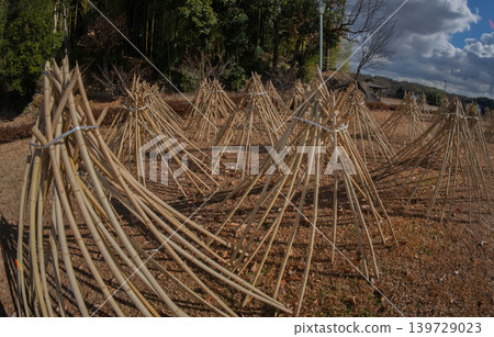 拍攝了作為奈良生駒市的高山地區的茶的原料的竹子被曬乾的狀況 拍攝了作為奈良生駒市的高山地區的茶的原料的竹子被曬乾的狀況 139729023