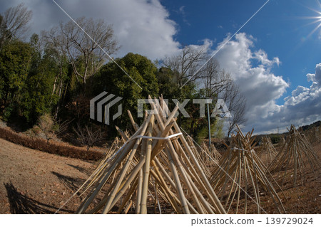 拍攝了作為奈良生駒市的高山地區的茶的原料的竹子被曬乾的狀況 拍攝了作為奈良生駒市的高山地區的茶的原料的竹子被曬乾的狀況 139729024