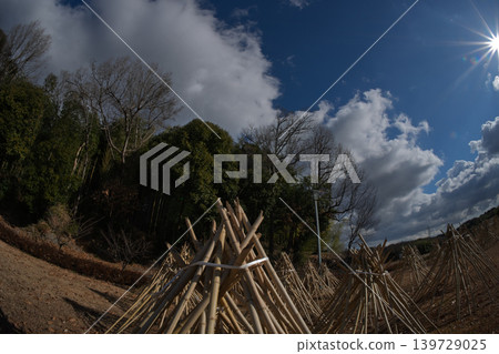 Photographed the situation that the bamboo which becomes raw material of tea of Takayama district of Ikoma-shi, Nara is sun-dried Photographed the situation that the bamboo which becomes raw material of tea of Takayama district of Ikoma-shi, Nara is sun-dried 139729025