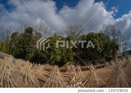 Photographed the situation that the bamboo which becomes raw material of tea of Takayama district of Ikoma-shi, Nara is sun-dried Photographed the situation that the bamboo which becomes raw material of tea of Takayama district of Ikoma-shi, Nara is sun-dried 139729030