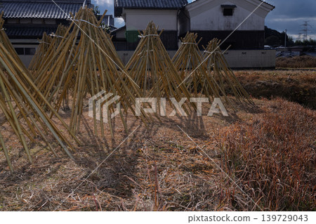Photographed the situation that the bamboo which becomes raw material of tea of Takayama district of Ikoma-shi, Nara is sun-dried Photographed the situation that the bamboo which becomes raw material of tea of Takayama district of Ikoma-shi, Nara is sun-dried 139729043