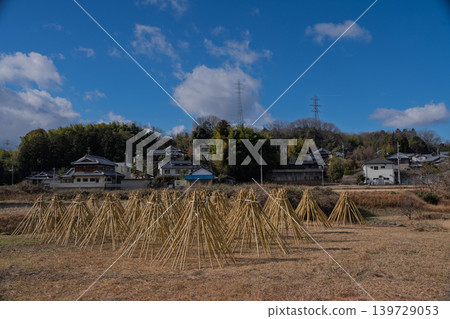 拍攝了作為奈良生駒市的高山地區的茶的原料的竹子被曬乾的狀況 拍攝了作為奈良生駒市的高山地區的茶的原料的竹子被曬乾的狀況 139729053