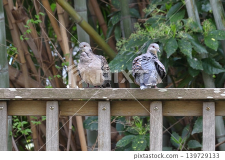 A pair of Oriental Turtle Doves (Kasugabe City, Saitama Prefecture) 139729133