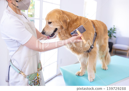 Dog groomer - Golden Retriever grooming Dog groomer - Golden Retriever grooming 139729288