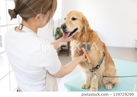 Dog groomer - Golden Retriever grooming Dog groomer - Golden Retriever grooming 139729290